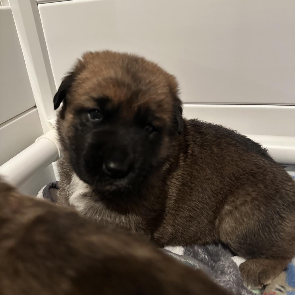 Enlarge Willow, a Adoptable Shepherd in Saratoga Springs, NY image 2/5