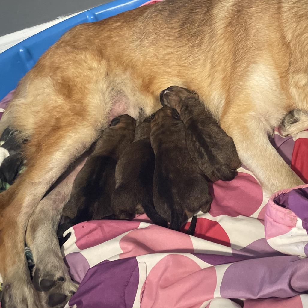 Enlarge Willow, a Adoptable Shepherd in Saratoga Springs, NY image 3/5