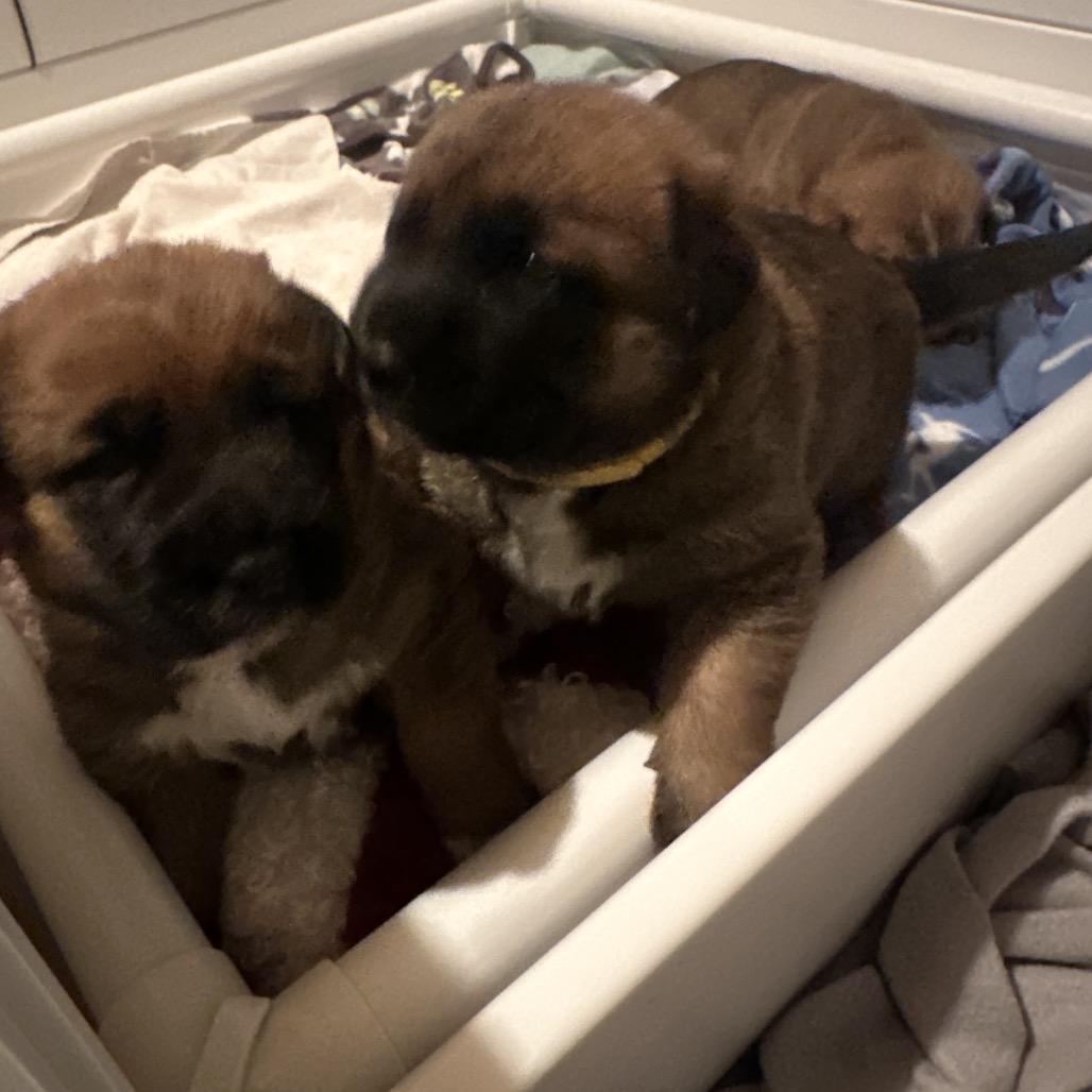 Enlarge Willow, a Adoptable Shepherd in Saratoga Springs, NY image 4/5