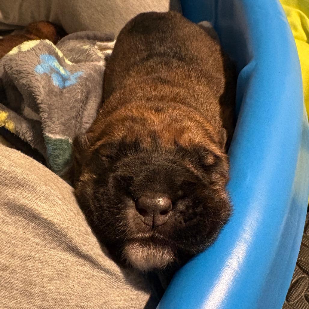 Enlarge Willow, a Adoptable Shepherd in Saratoga Springs, NY image 5/5