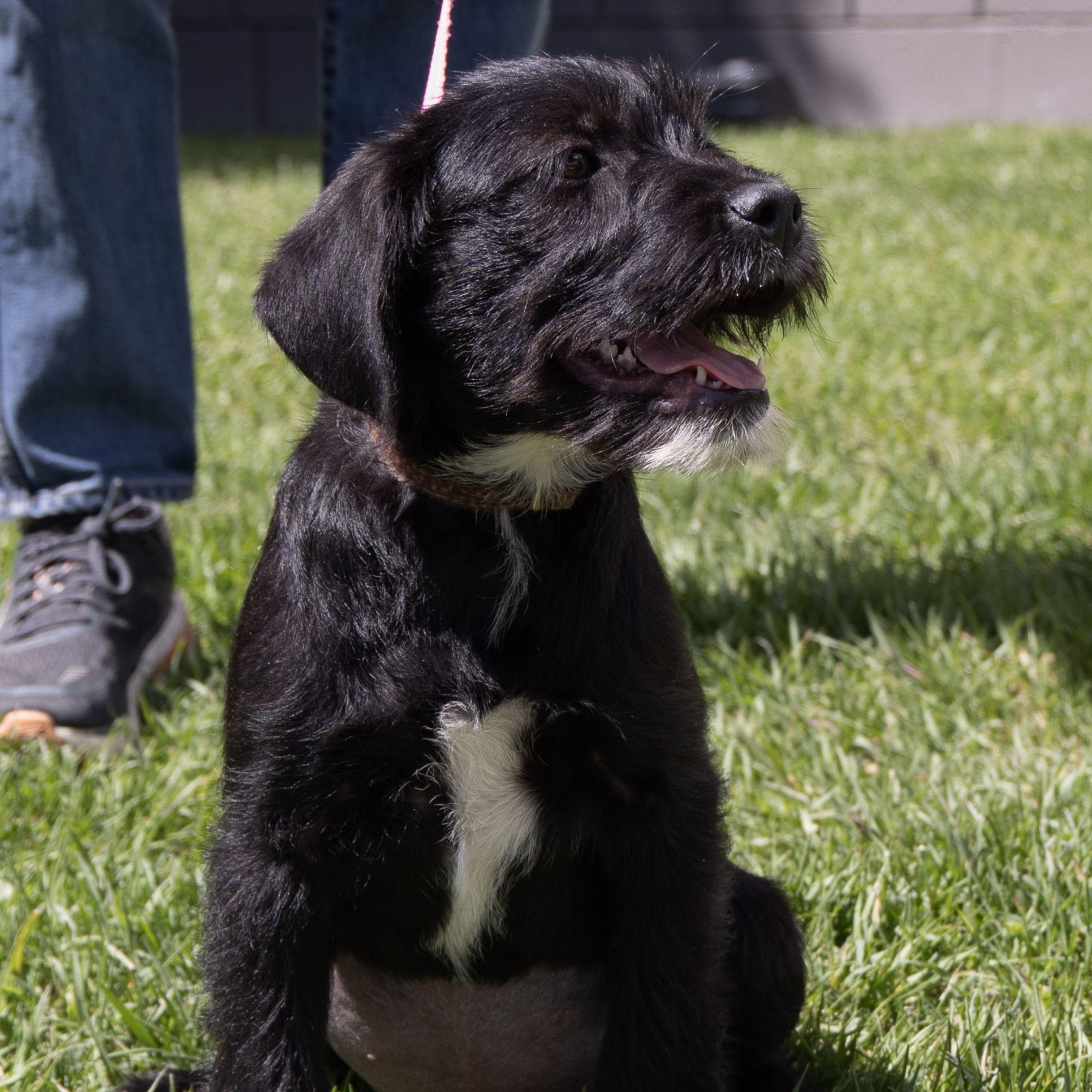 Enlarge Sadie *Adoption Pending*, a Adopted mixed breed in Millville, UT image 1/3