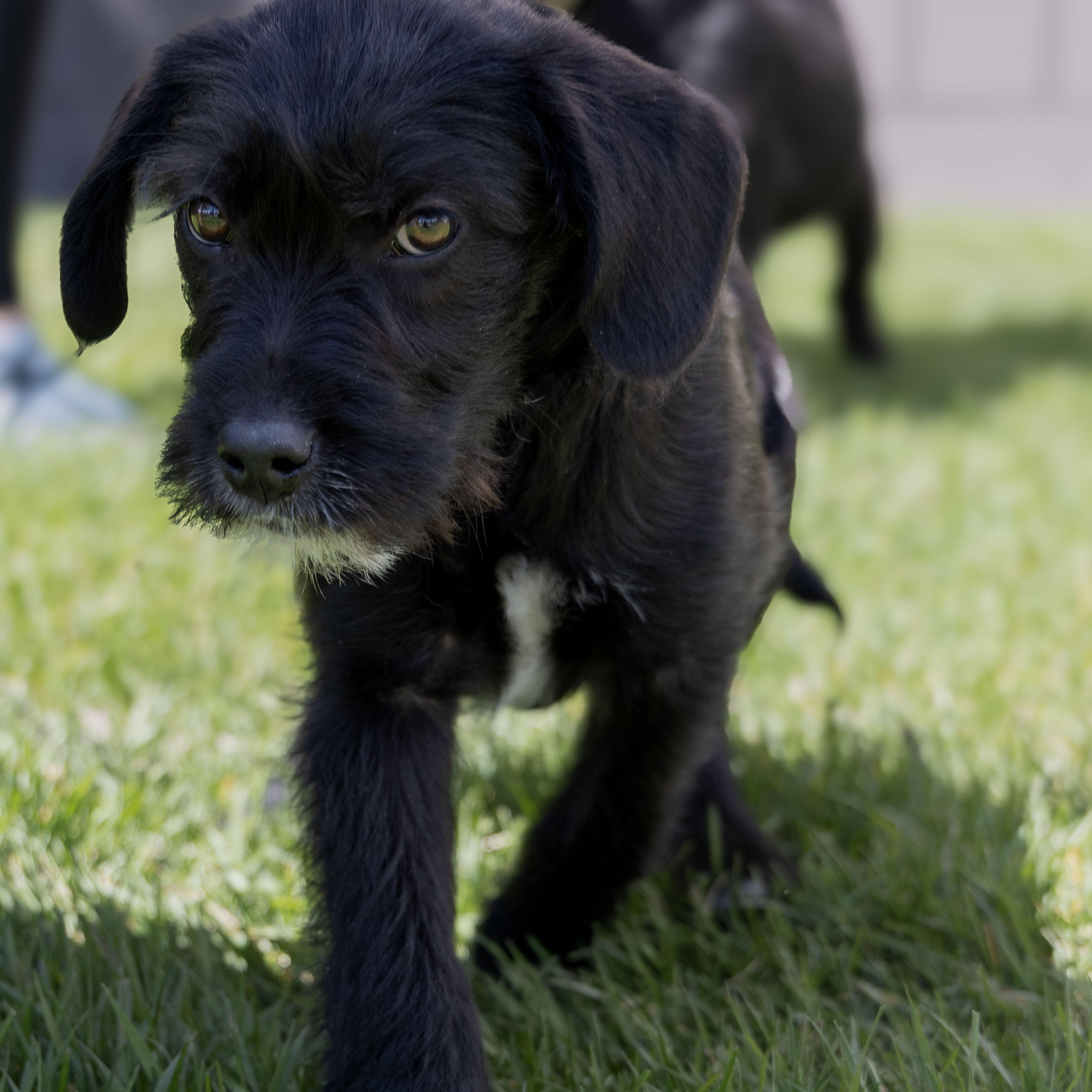 Enlarge Sadie *Adoption Pending*, a Adopted mixed breed in Millville, UT image 2/3