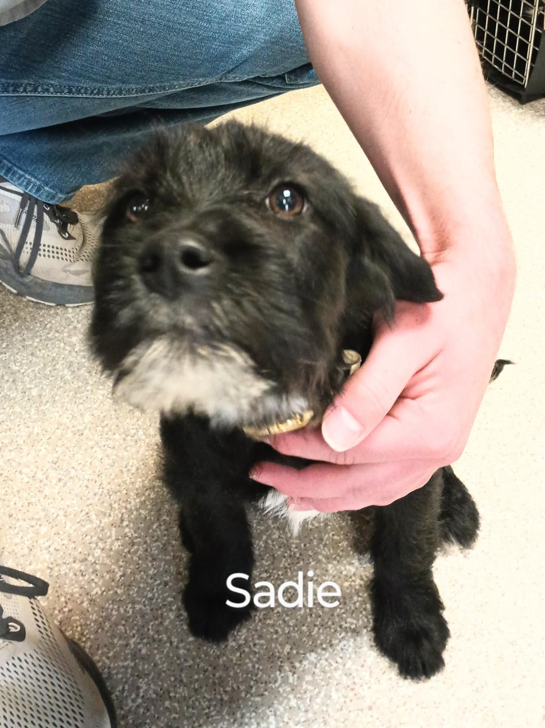 Enlarge Sadie *Adoption Pending*, a Adopted mixed breed in Millville, UT image 3/3