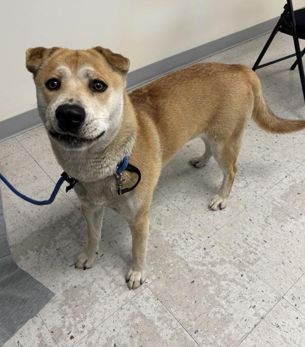 Killian, Adoptable, Young Male Shiba Inu & Shar-Pei.