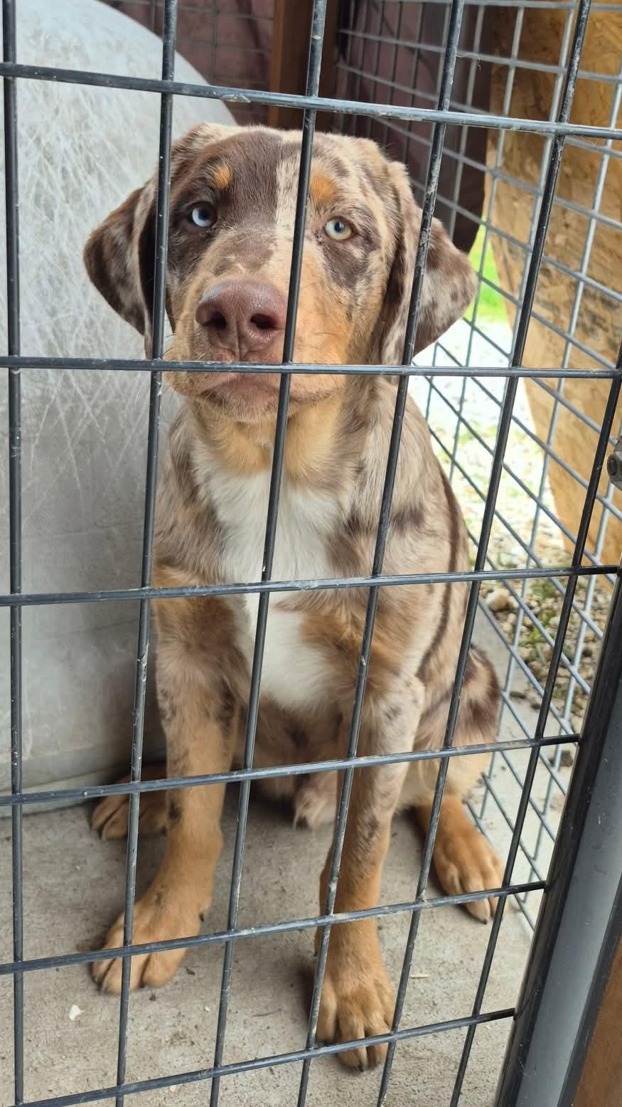 Russell, adopted, Young Male Catahoula Leopard Dog.