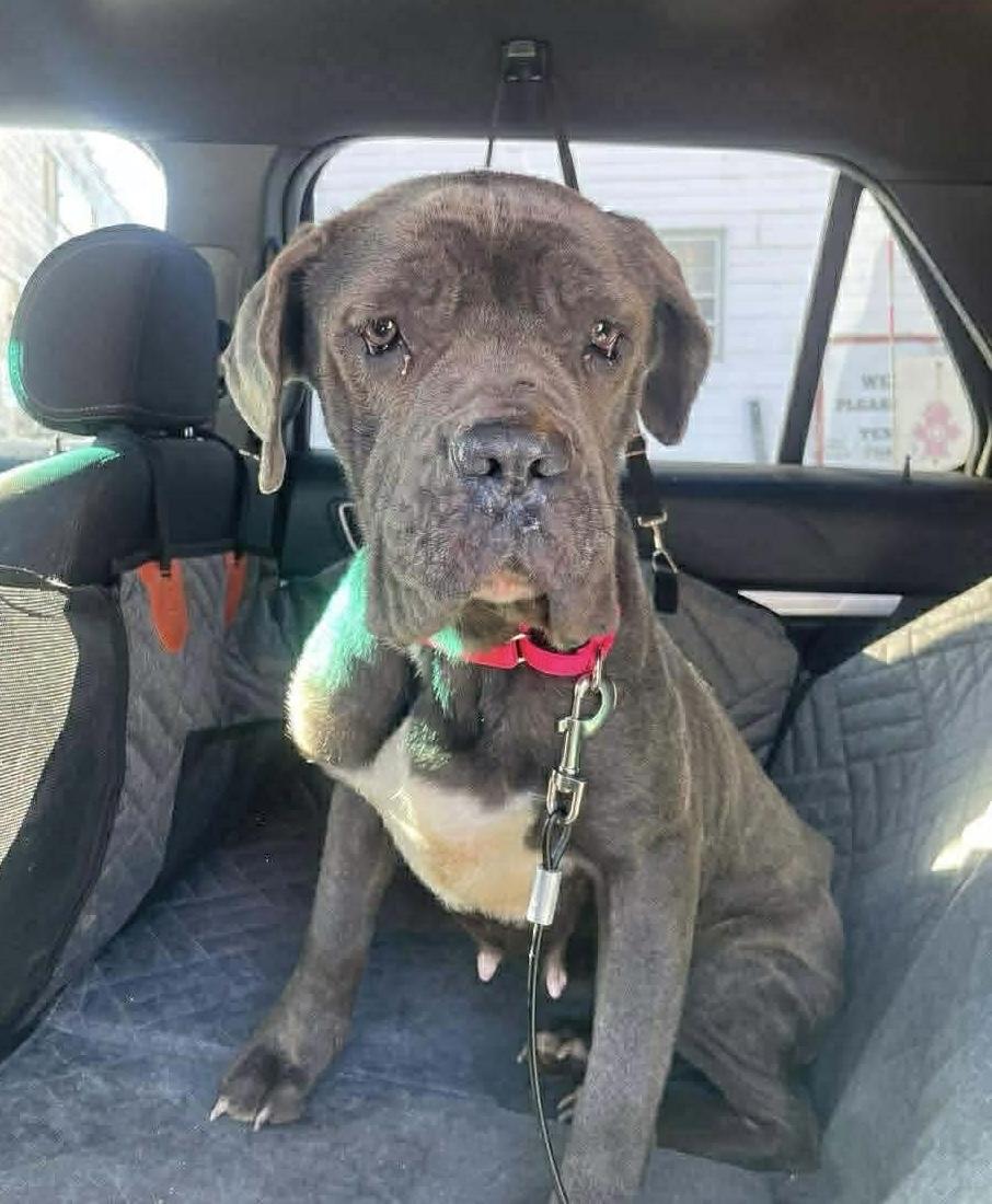 Elsa, ADOPTABLE, Young Female Cane Corso.