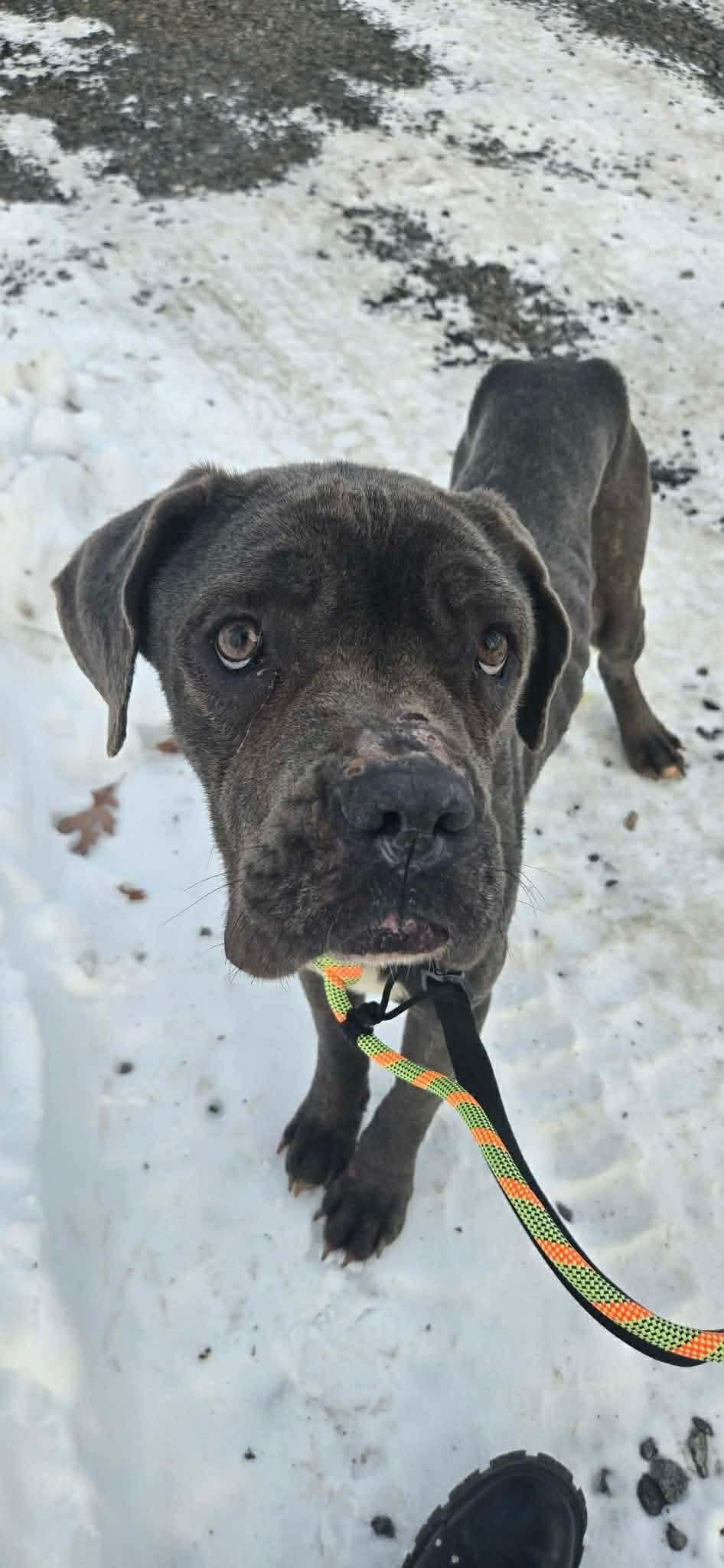 Enlarge Elsa, an adopted mixed breed in Jackson , NJ image 3/3