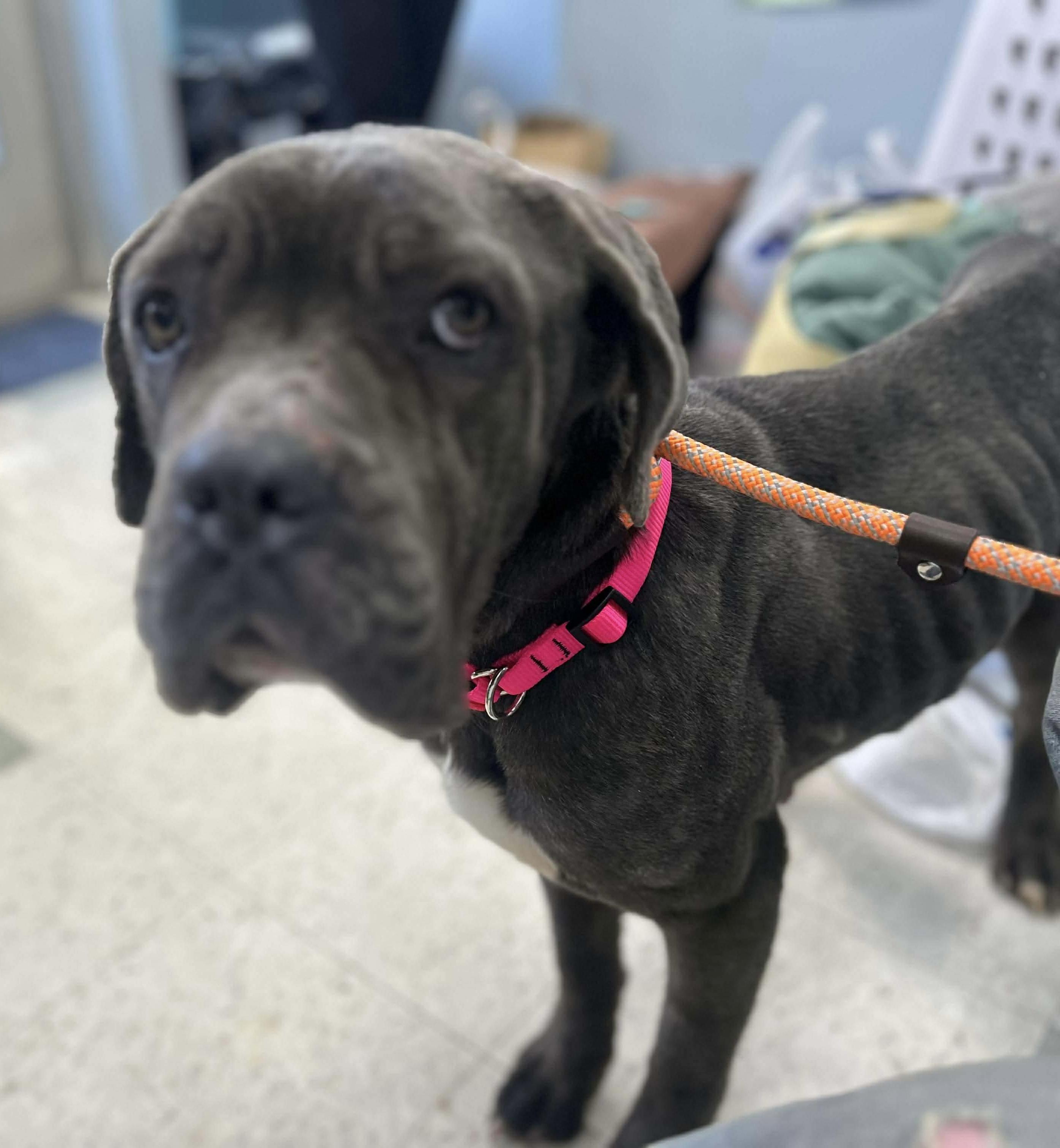 Enlarge Elsa, a ADOPTABLE mixed breed in Jackson , NJ image 2/2