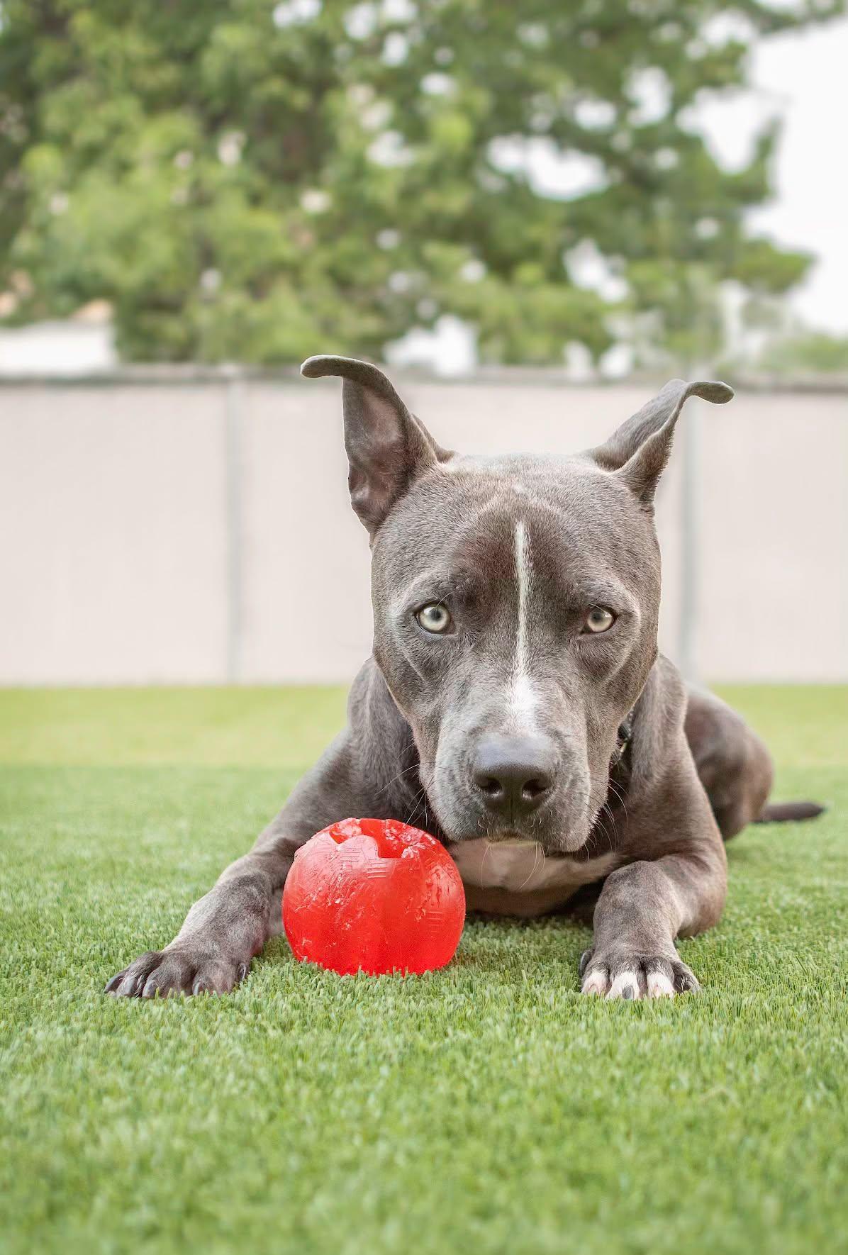 Nicholas, an adopted Pit Bull Terrier in Eagle, ID image 5/5