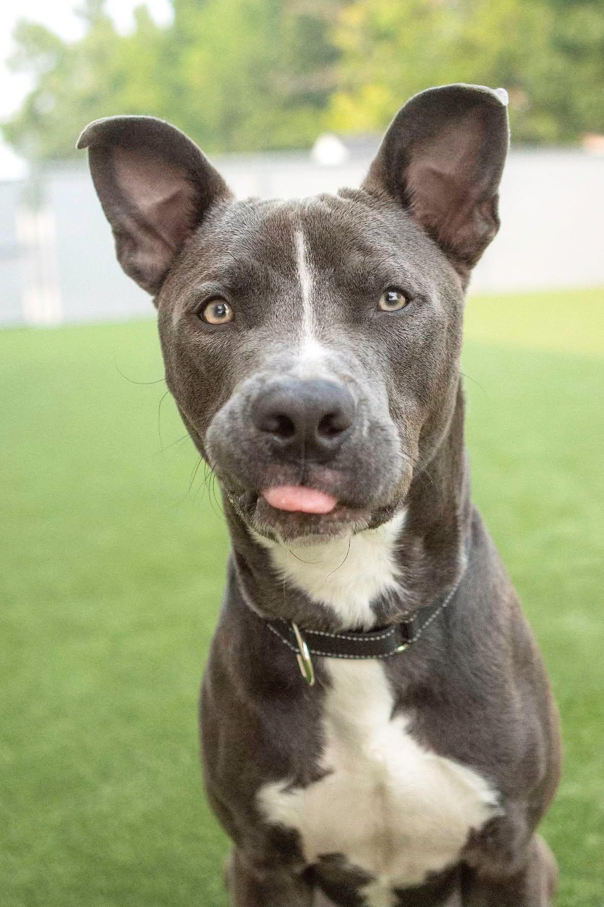 Nicholas, an adopted Pit Bull Terrier in Eagle, ID image 3/5