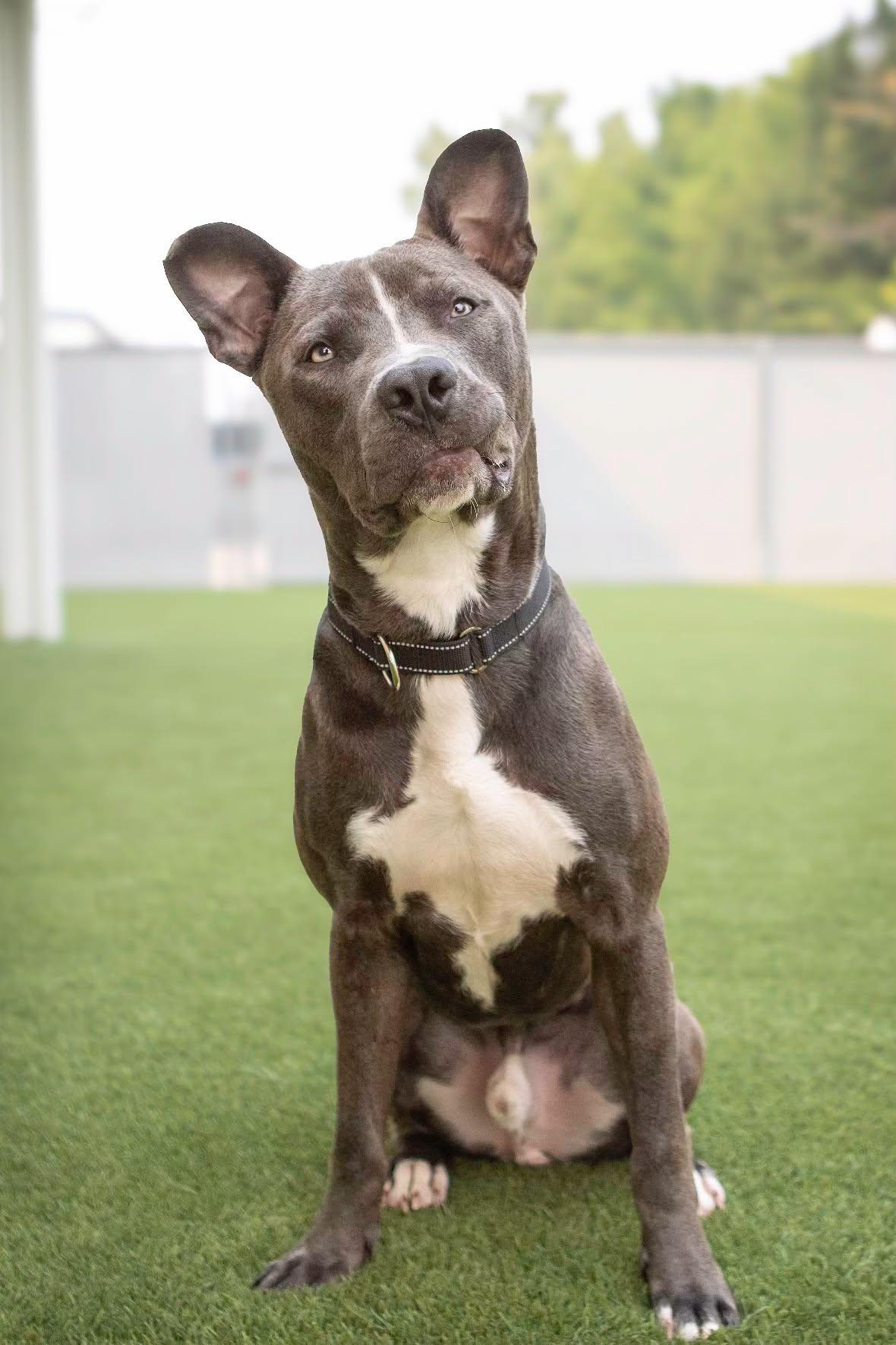 Nicholas, adopted, Young Male Pit Bull Terrier.