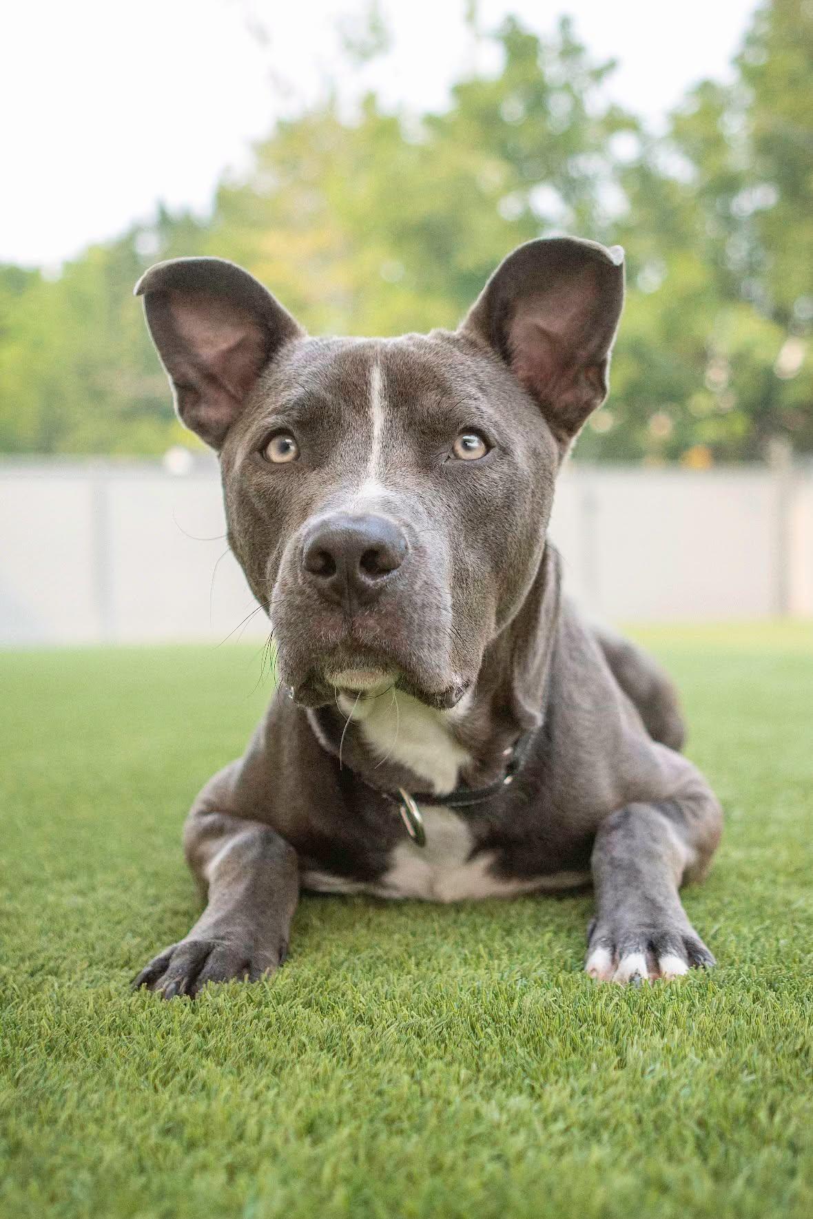 Nicholas, an adopted Pit Bull Terrier in Eagle, ID image 4/5