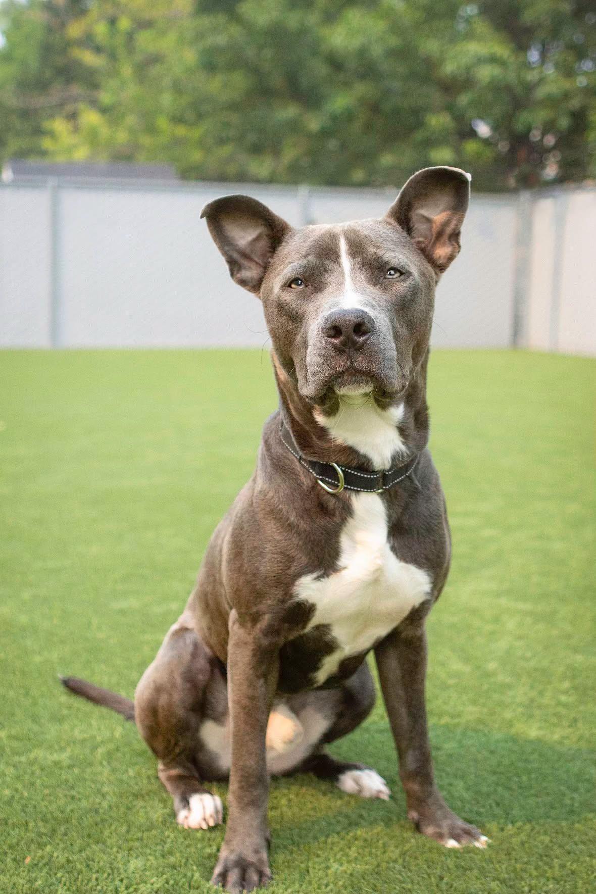 Nicholas, an adopted Pit Bull Terrier in Eagle, ID image 2/5