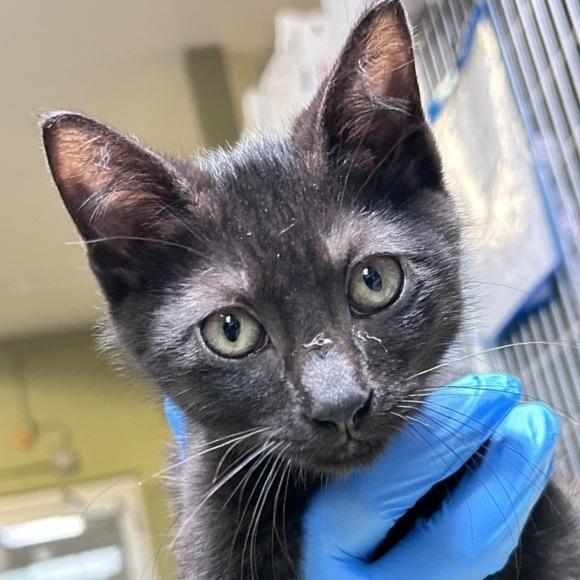 Kev, Adoptable, Kitten Male Domestic Short Hair.