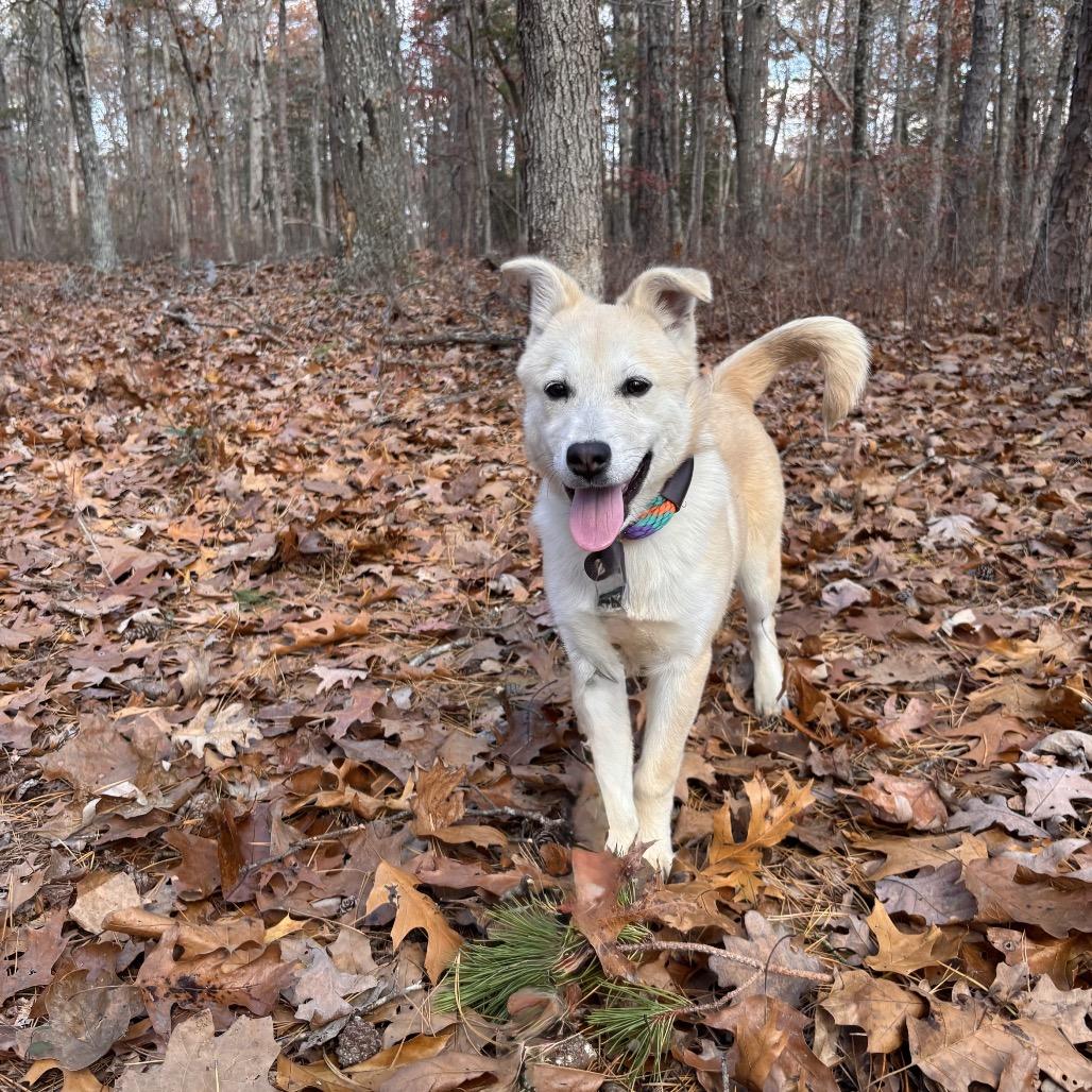 Lilly, Adoptable, Young Female Labrador Retriever & Mixed Breed.