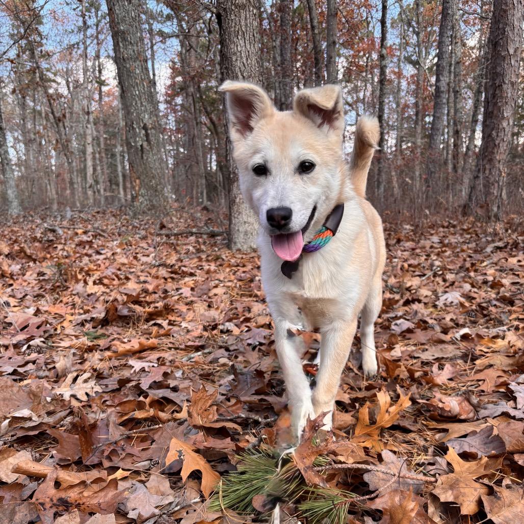 Enlarge Lilly, a Adoptable mixed breed in Hagerstown, MD image 2/3