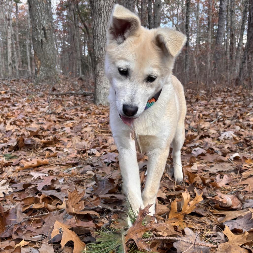 Enlarge Lilly, a Adoptable mixed breed in Hagerstown, MD image 3/3