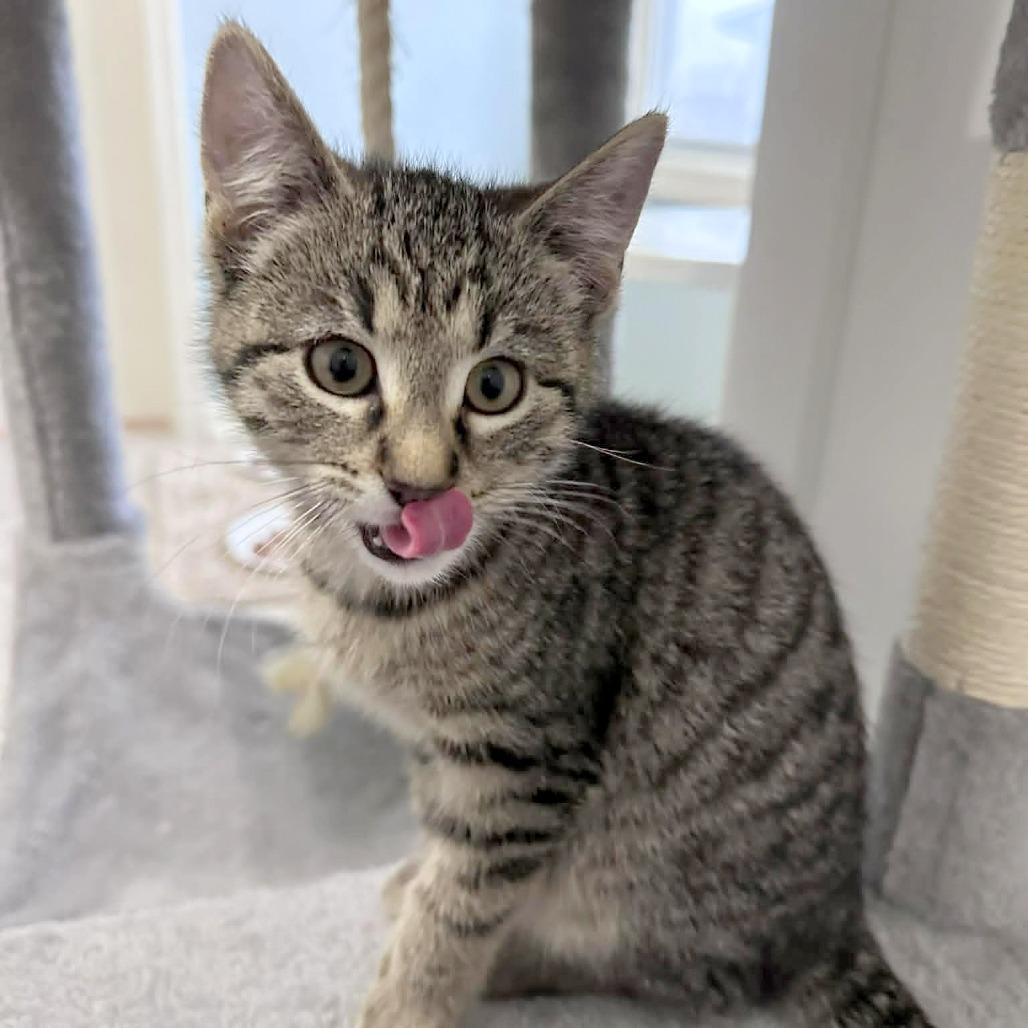 Karen, Adoptable, Kitten Female Domestic Short Hair.