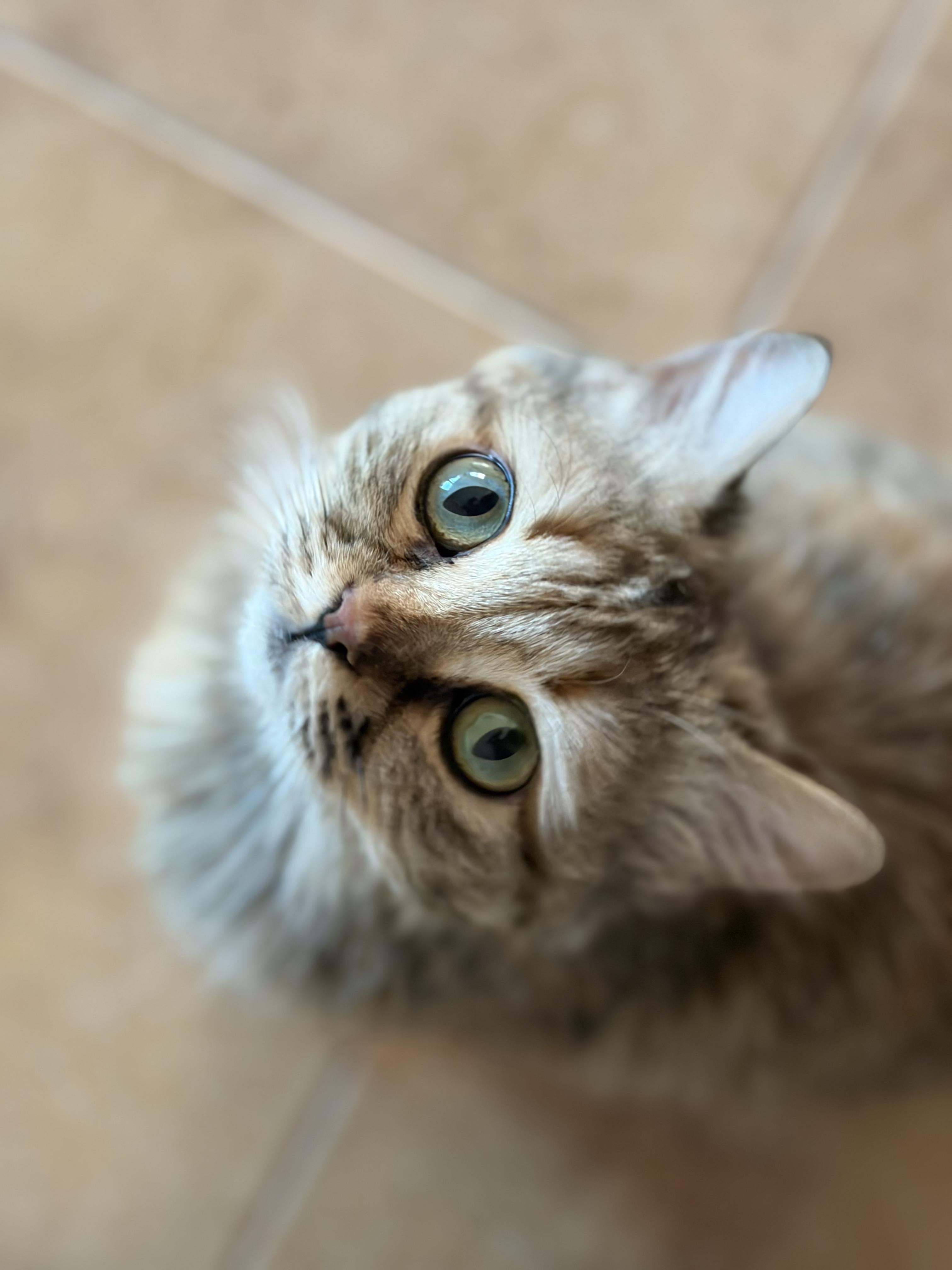 Yansoun, the Loveliest Girl, Adoptable, Young Female Domestic Long Hair.