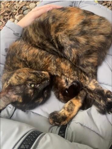 Enlarge Cleo, a Adoptable Domestic Short Hair in Grand Rapids, MI image 1/2