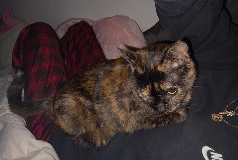 Enlarge Cleo, a Adoptable Domestic Short Hair in Grand Rapids, MI image 2/2