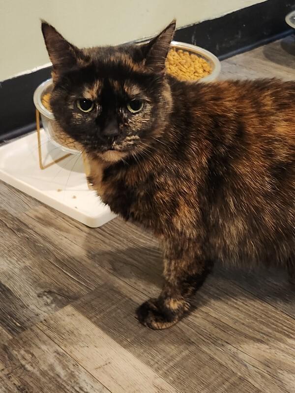 Enlarge Cleo, a Adoptable Domestic Short Hair in Grand Rapids, MI image 3/4