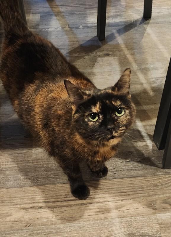 Enlarge Cleo, a Adoptable Domestic Short Hair in Grand Rapids, MI image 4/4