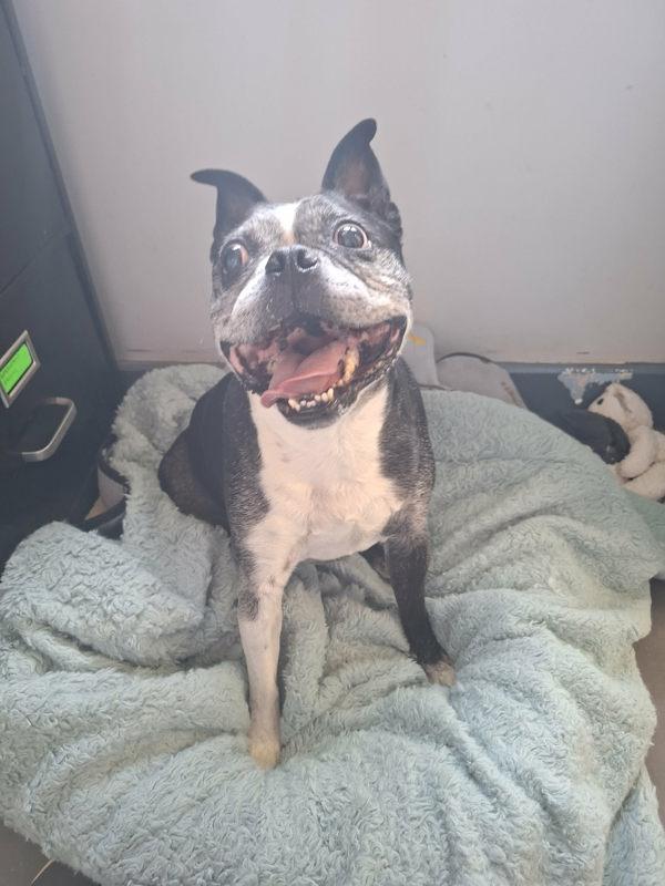 Vinny, Adoptable, Senior Male Boston Terrier & Pug.
