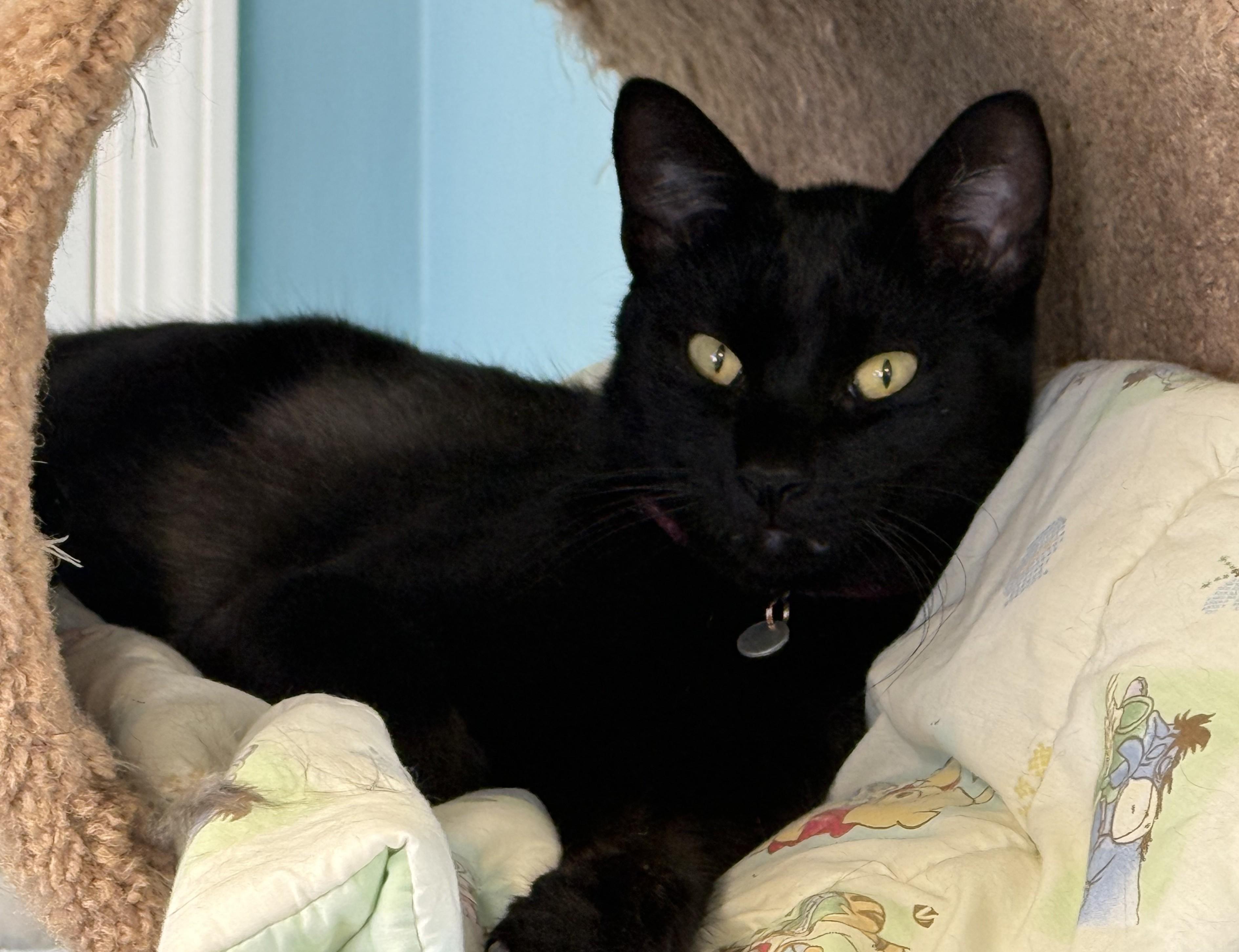Lincoln, an adoptable Tabby in Pierre, SD, 57501 | Photo Image 1