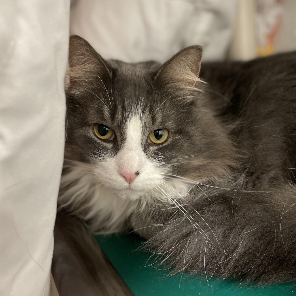 Tito, Adoptable, Adult Male Domestic Long Hair.