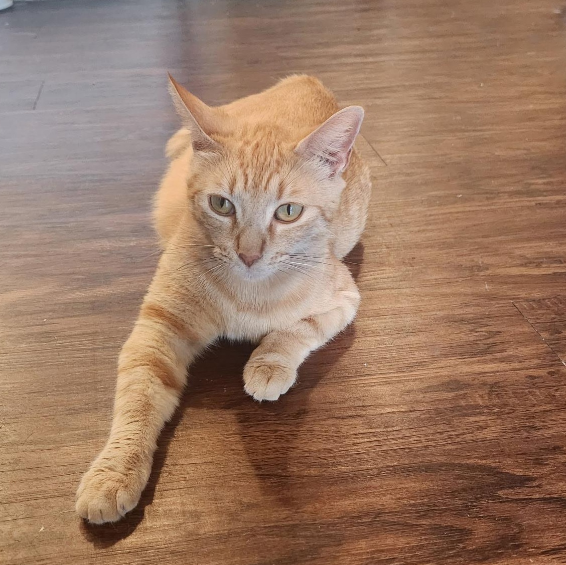 Marigold, a Adoptable Tabby in Houston, TX image 6/6