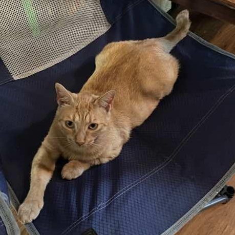 Marigold, a Adoptable Tabby in Houston, TX image 4/6