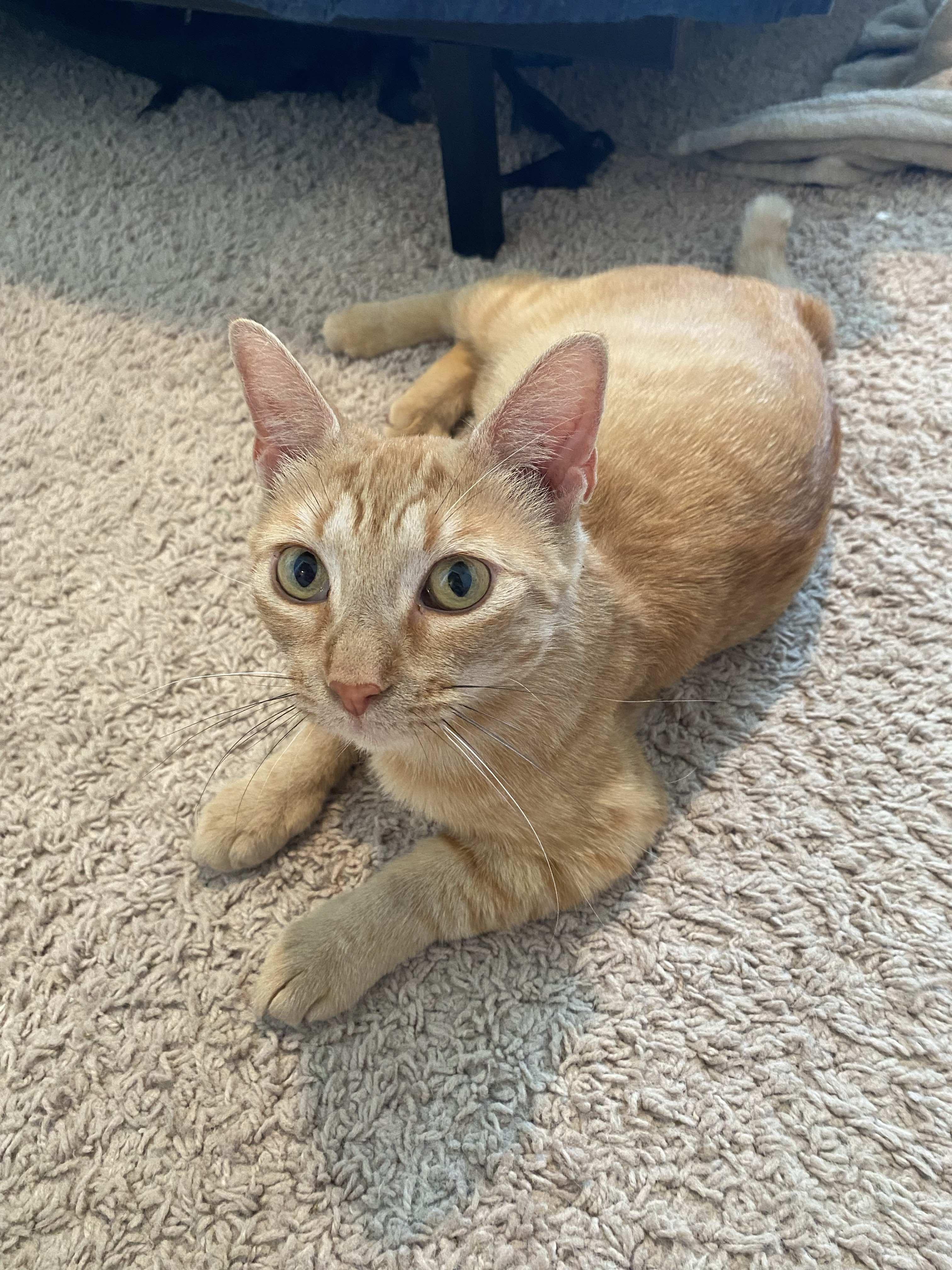 Marigold, a Adoptable Tabby in Houston, TX image 5/6