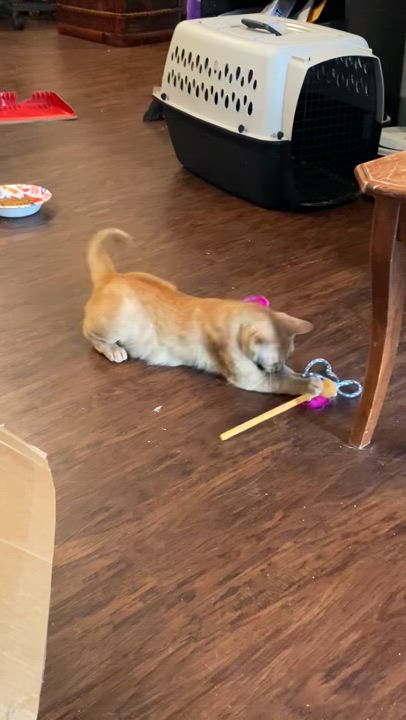 Enlarge Marigold, a Adoptable Tabby in Houston, TX video 3/6