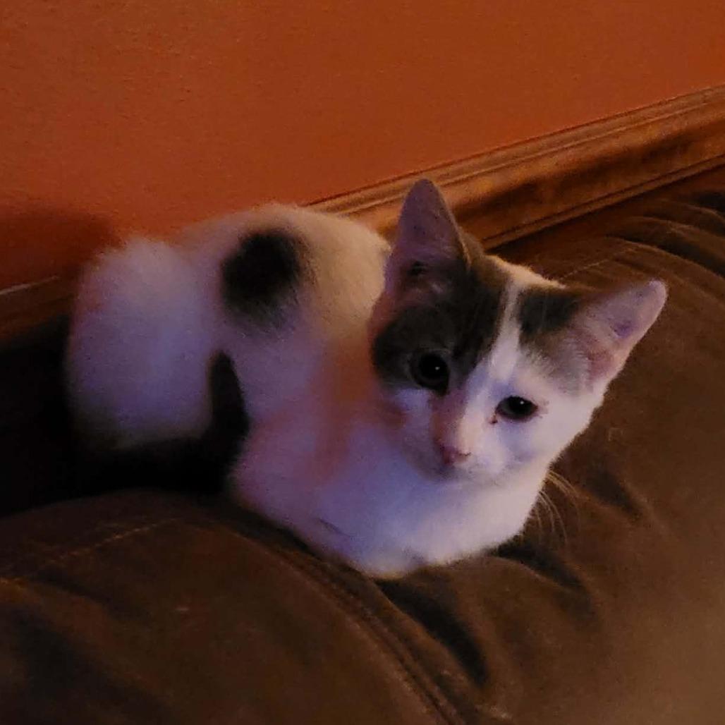 Enlarge Bob, a Adoptable American Shorthair in Lima, OH image 1/1