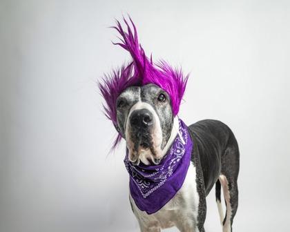Enlarge Penny - PENDING, a Adoptable Great Dane in Kingwood, TX image 1/5