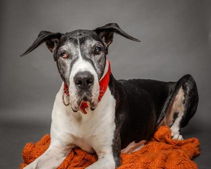Penny - PENDING, Adoptable, Adult Female Great Dane.
