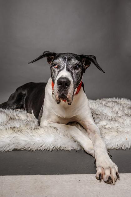 Penny - PENDING, Adoptable, Adult Female Great Dane.