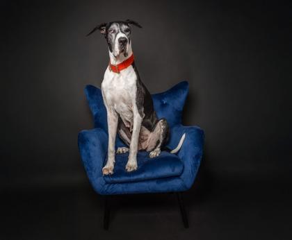 Enlarge Penny - PENDING, a Adoptable Great Dane in Kingwood, TX image 3/3