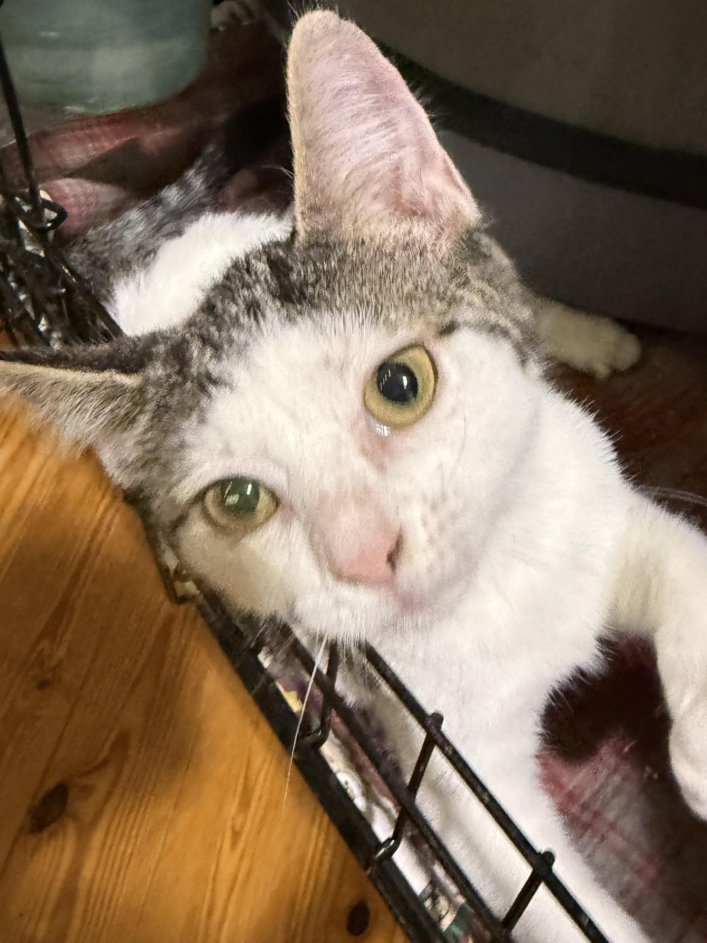Enlarge Lightning, an adopted Tabby in Lake Ozark, MO image 1/1