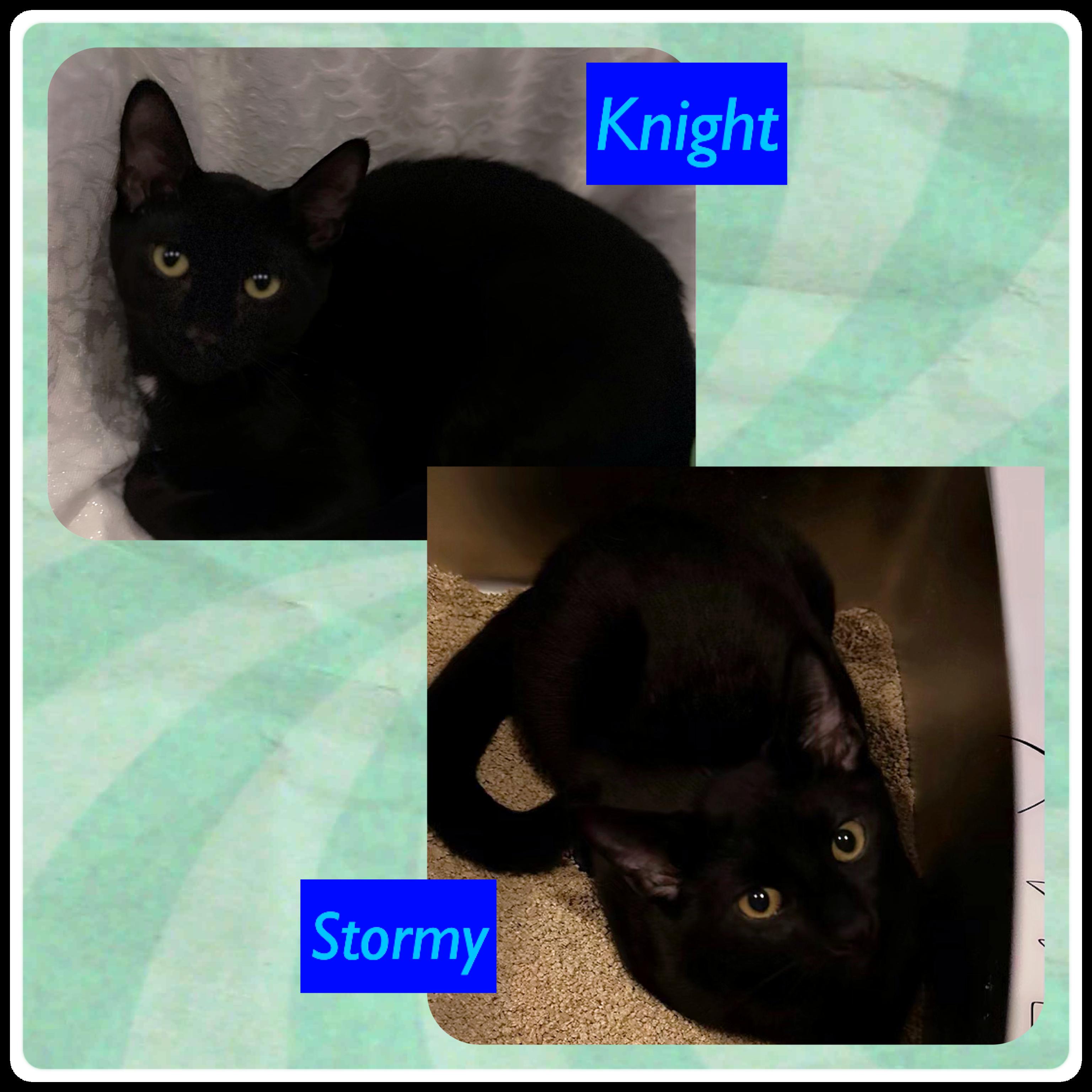 Knight & Stormy (Dash & Ziggy - adopted), a Adoptable Domestic Short Hair in staten island, NY image 1/5