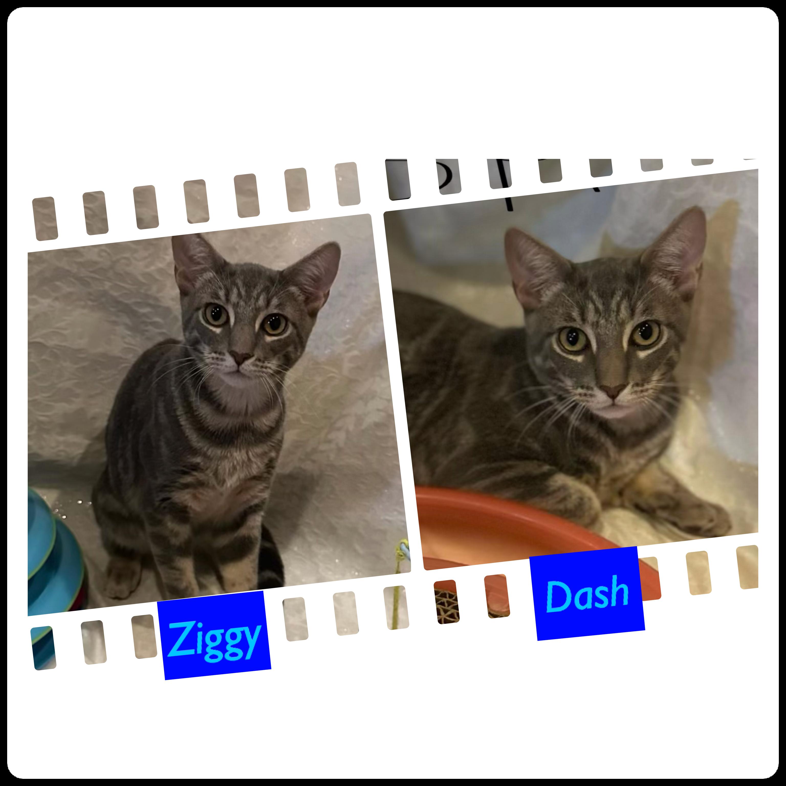 Knight & Stormy (Dash & Ziggy - adopted), a Adoptable Domestic Short Hair in staten island, NY image 2/5