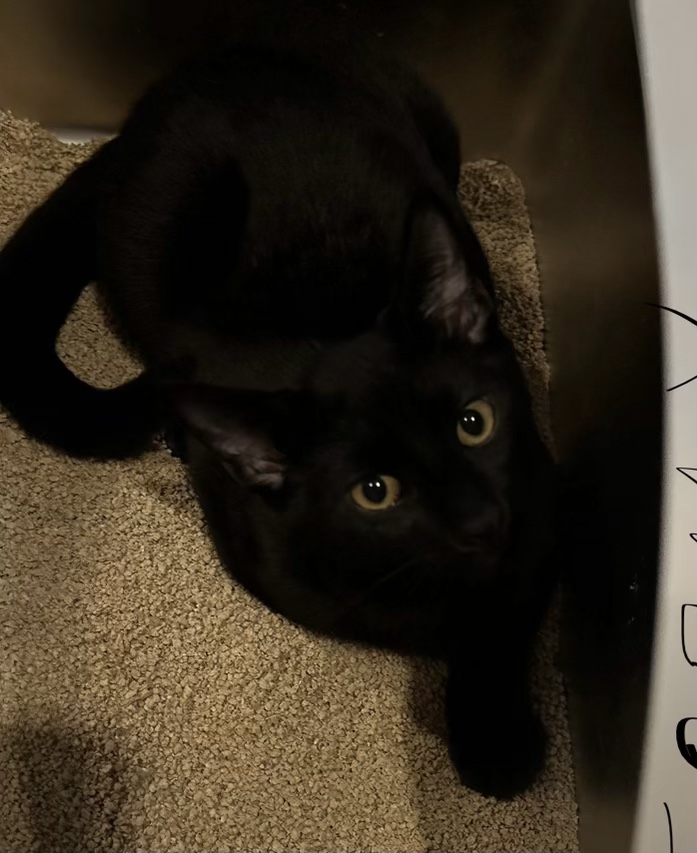 Knight & Stormy (Dash & Ziggy - adopted), a Adoptable Domestic Short Hair in staten island, NY image 3/5