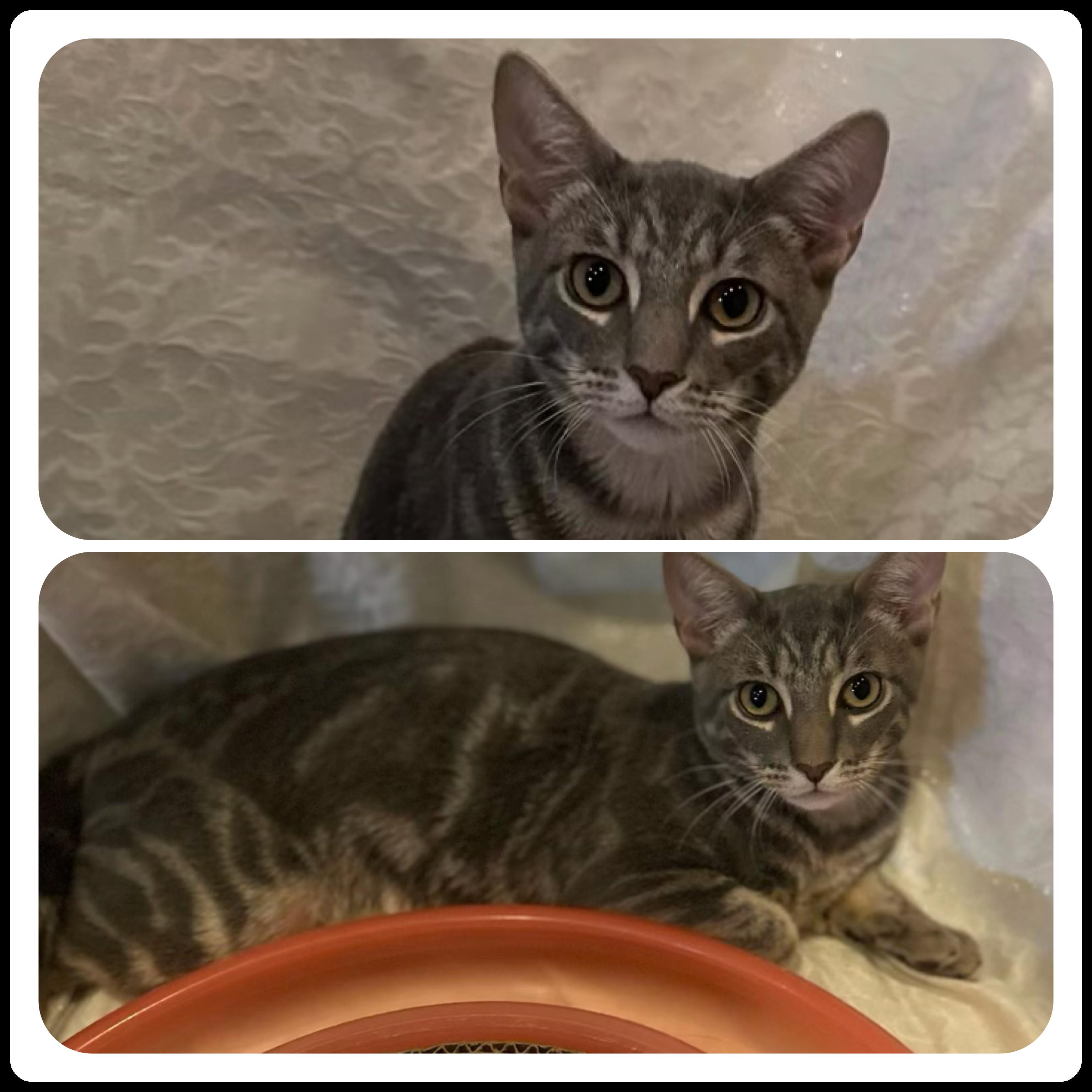 Knight & Stormy (Dash & Ziggy - adopted), a Adoptable Domestic Short Hair in staten island, NY image 5/5
