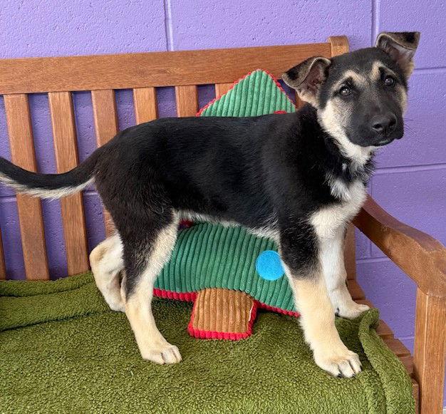 Enlarge **TILLY*, a Adoptable Shepherd in North Prairie, WI image 1/3