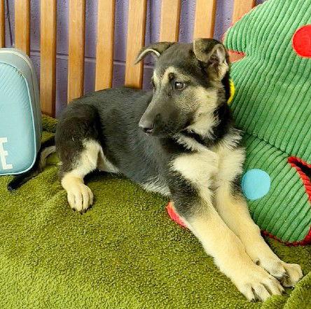 Enlarge **TILLY*, a Adoptable Shepherd in North Prairie, WI image 2/3