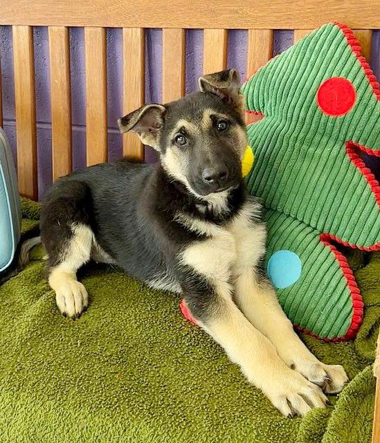 Enlarge **TILLY*, a Adoptable Shepherd in North Prairie, WI image 3/3