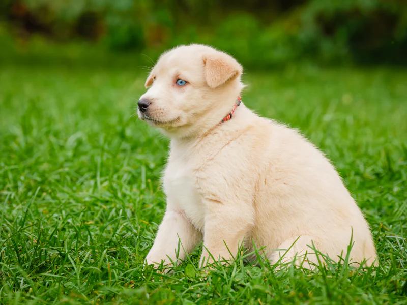 Dog for adoption Sage, a Husky Mix in PointeFortune, QC Petfinder