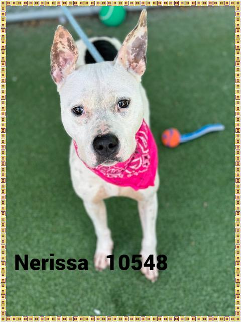 NERISSA