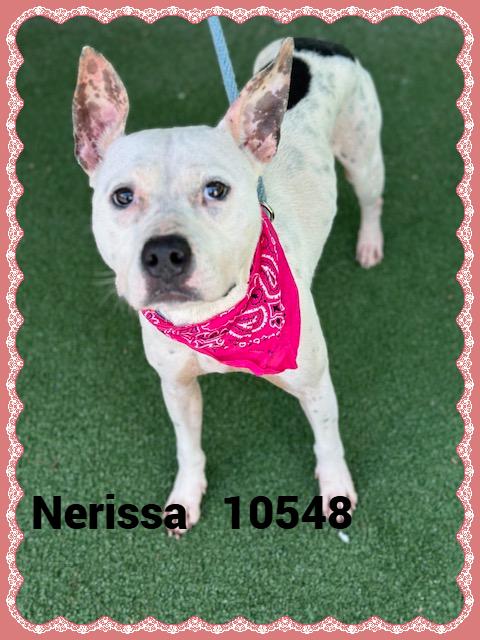 NERISSA
